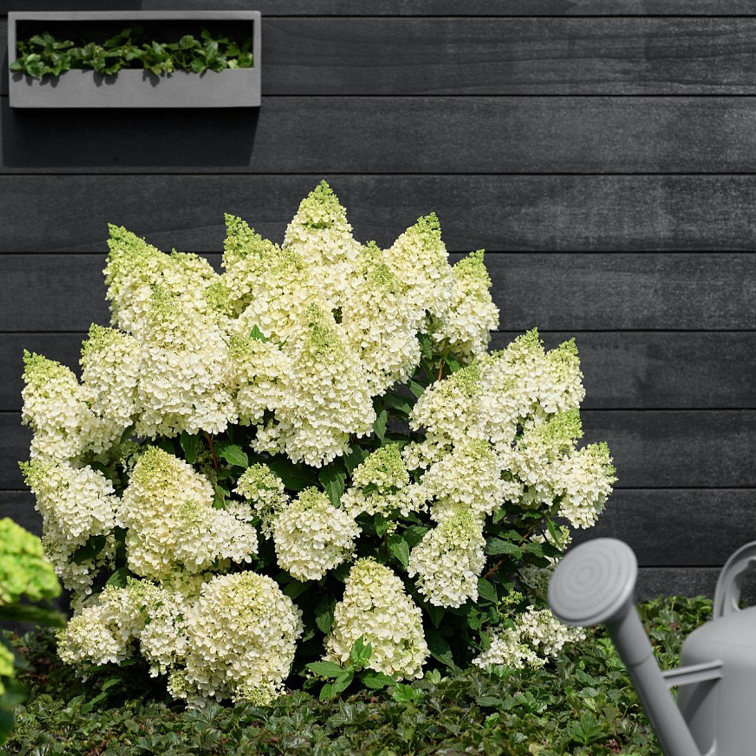 Rispenhortensie 'Magical Matterhorn'