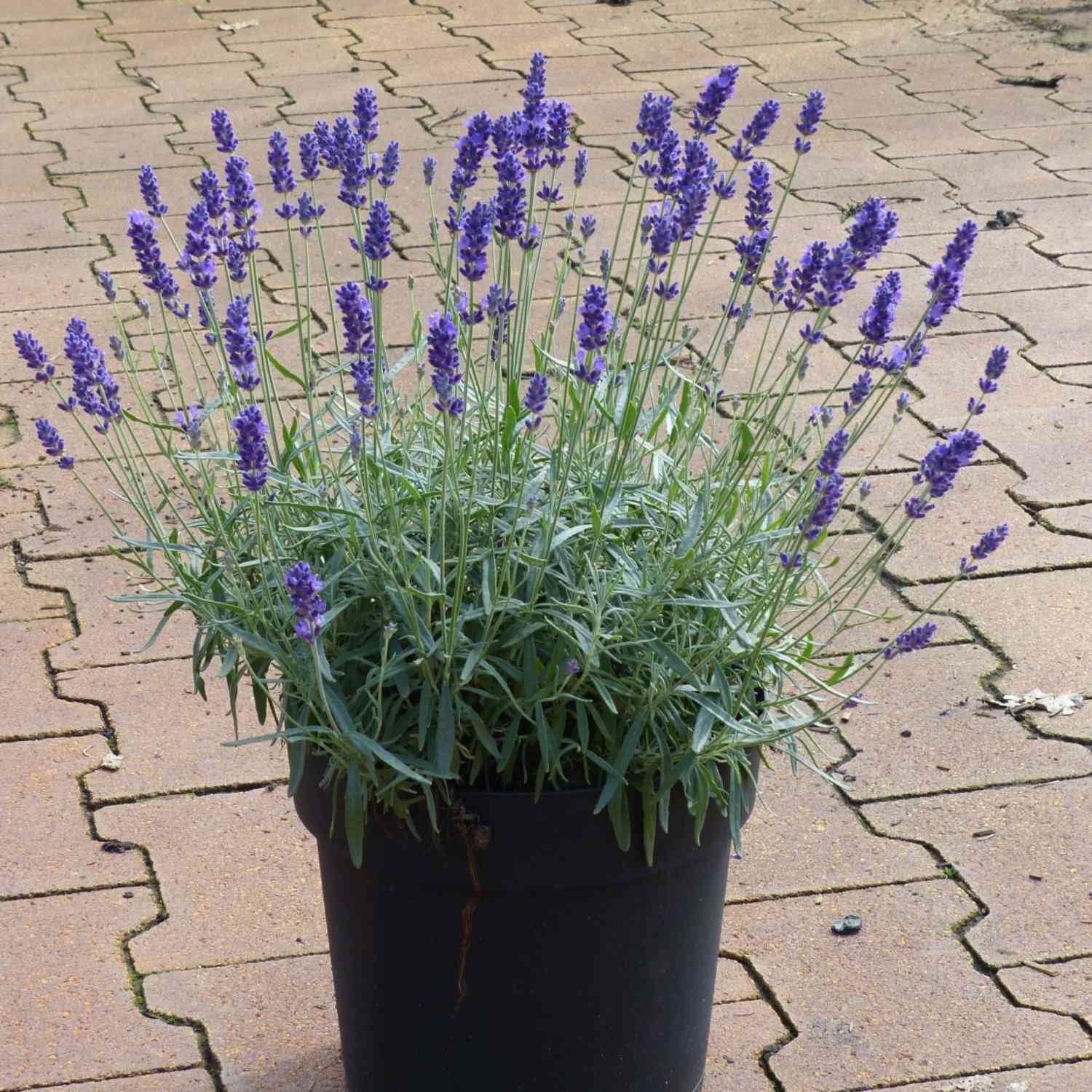 Lavendel 'Hidcote Blue'