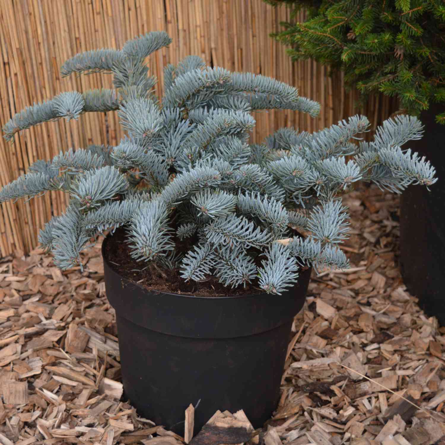 Blaue Edeltanne/Silbertanne 'Glauca'