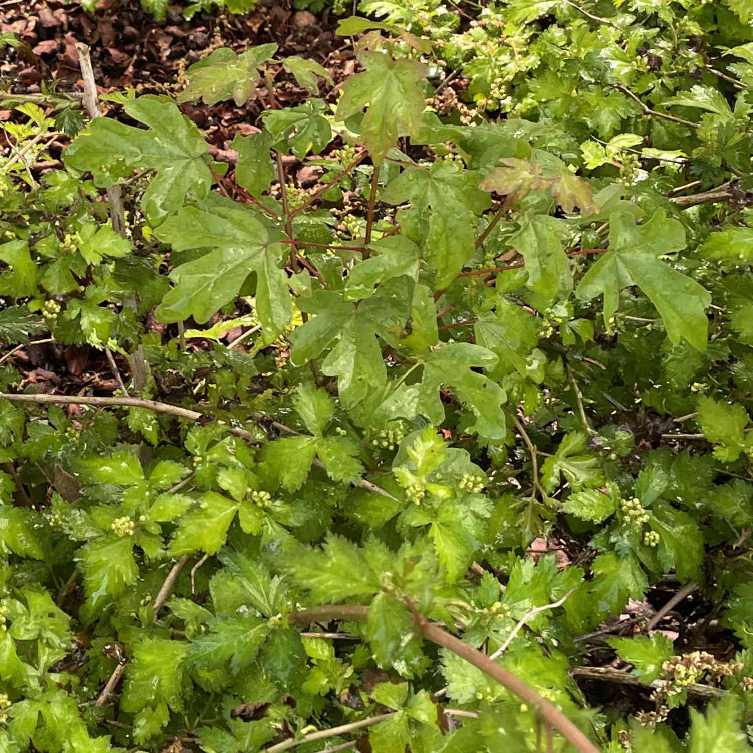 Niedrige Kranzspiere 'Crispa'