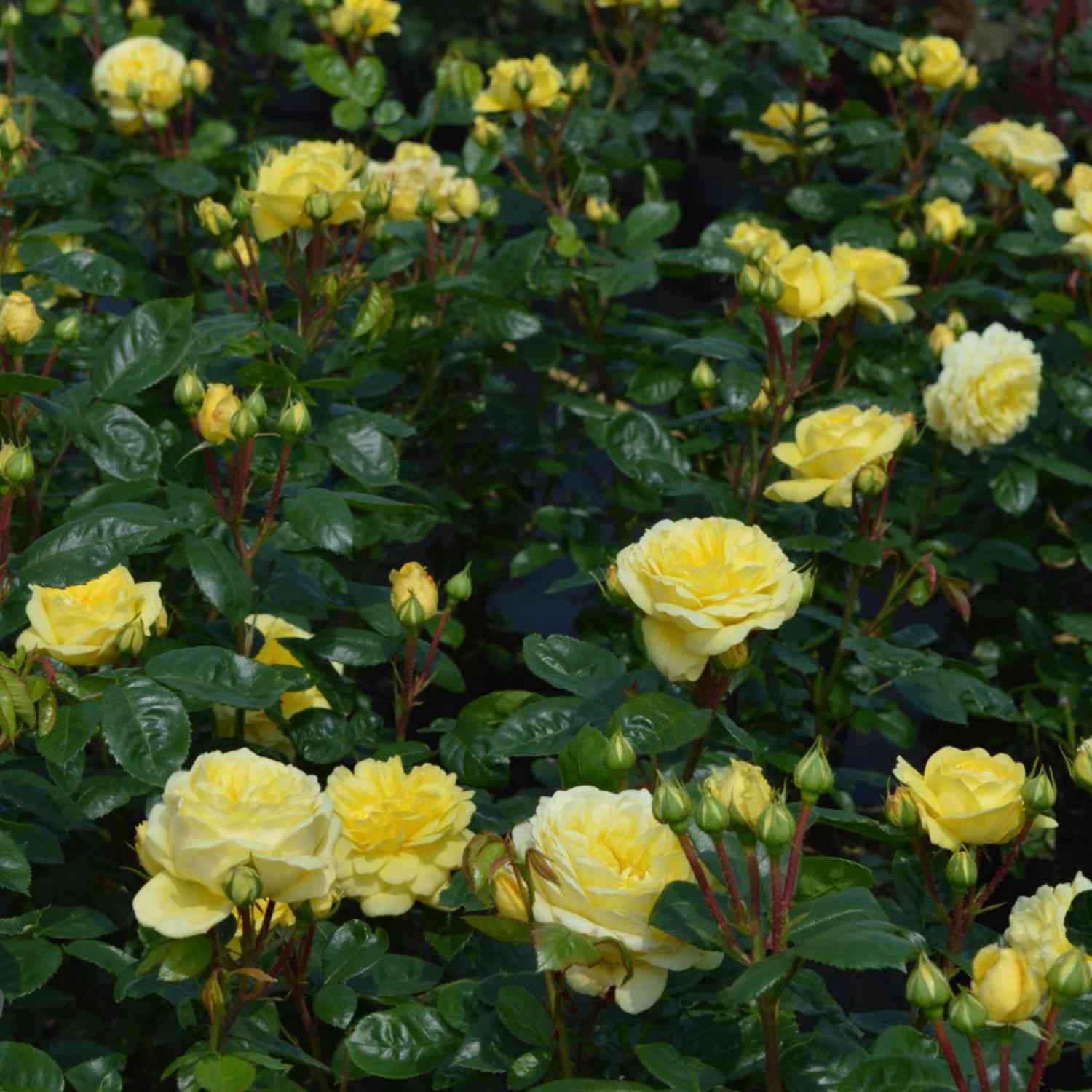 Beetrose 'Yellow Meilove®' - ADR-Rose