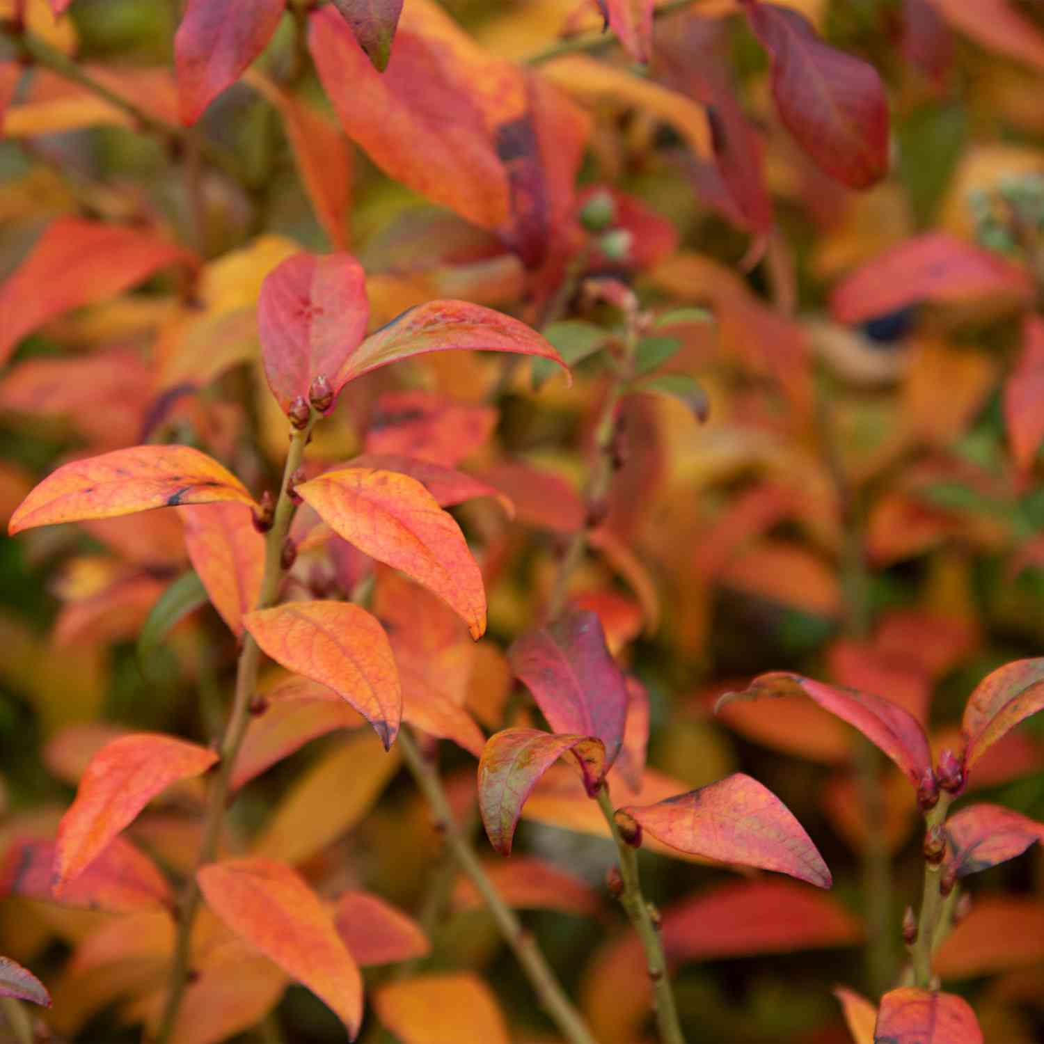 Heidelbeere 'Pink Lemonade®'