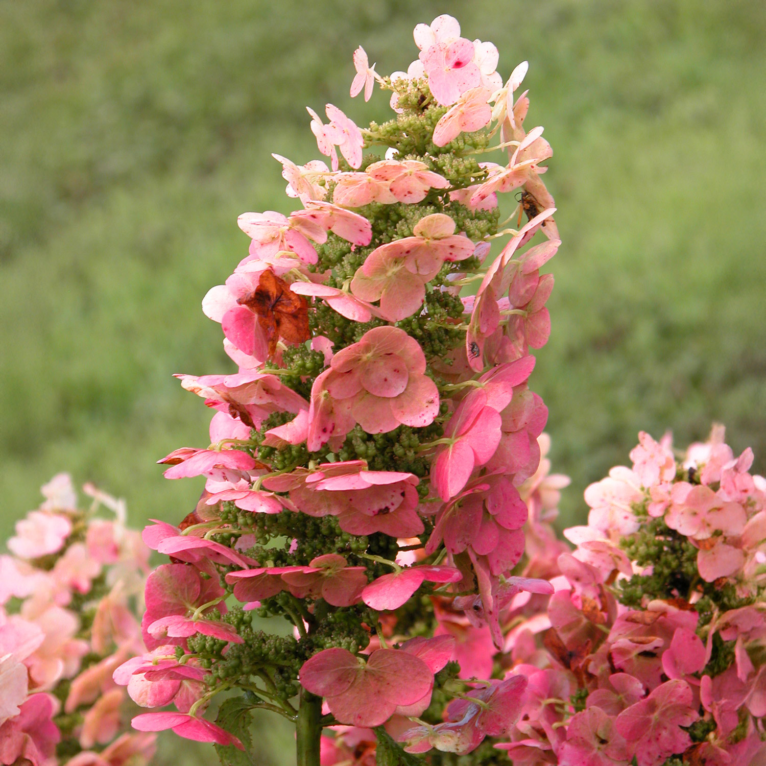 Kategorie <b>Blütensträucher und Ziergehölze </b> - Eichenblättrige Hortensie 'Ruby Slippers' C3 40 - 60 cm Liefergröße: 40 - 60 cm - Hydrangea quercifolia 'Ruby Slippers'
