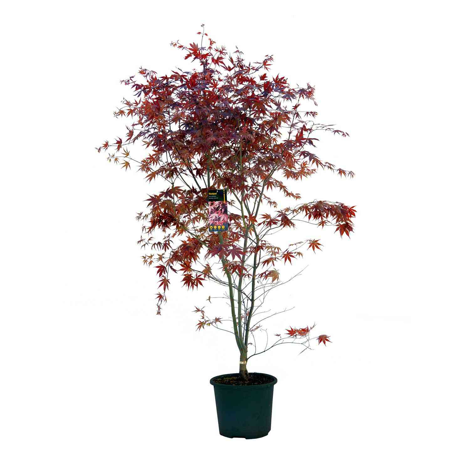 Rotblättriger Fächerahorn 'Bloodgood'