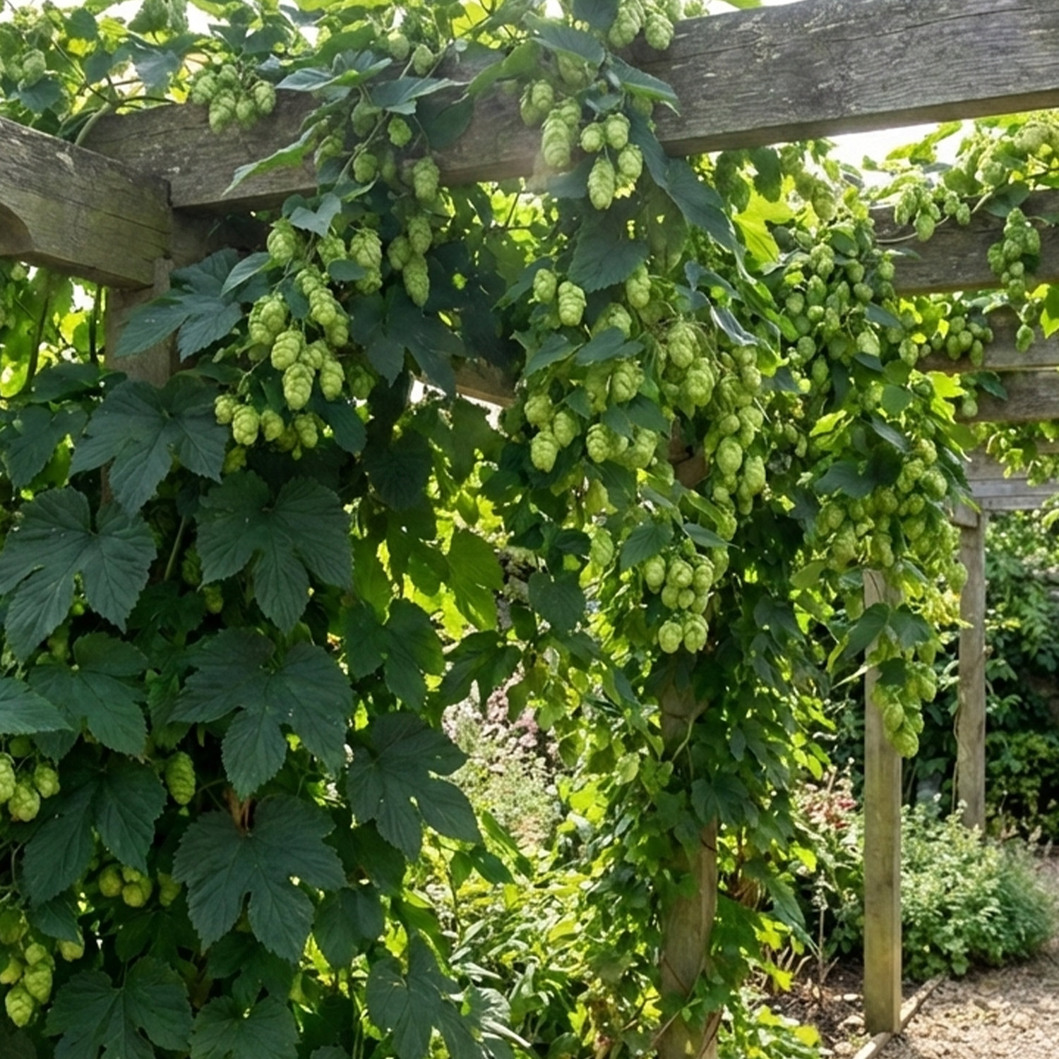 Kategorie <b>Kletterpflanzen </b> - Hopfen 'Northern Brew' Lieferform: Im 2 Liter Topf - Humulus lupulus 'Northern Brew'