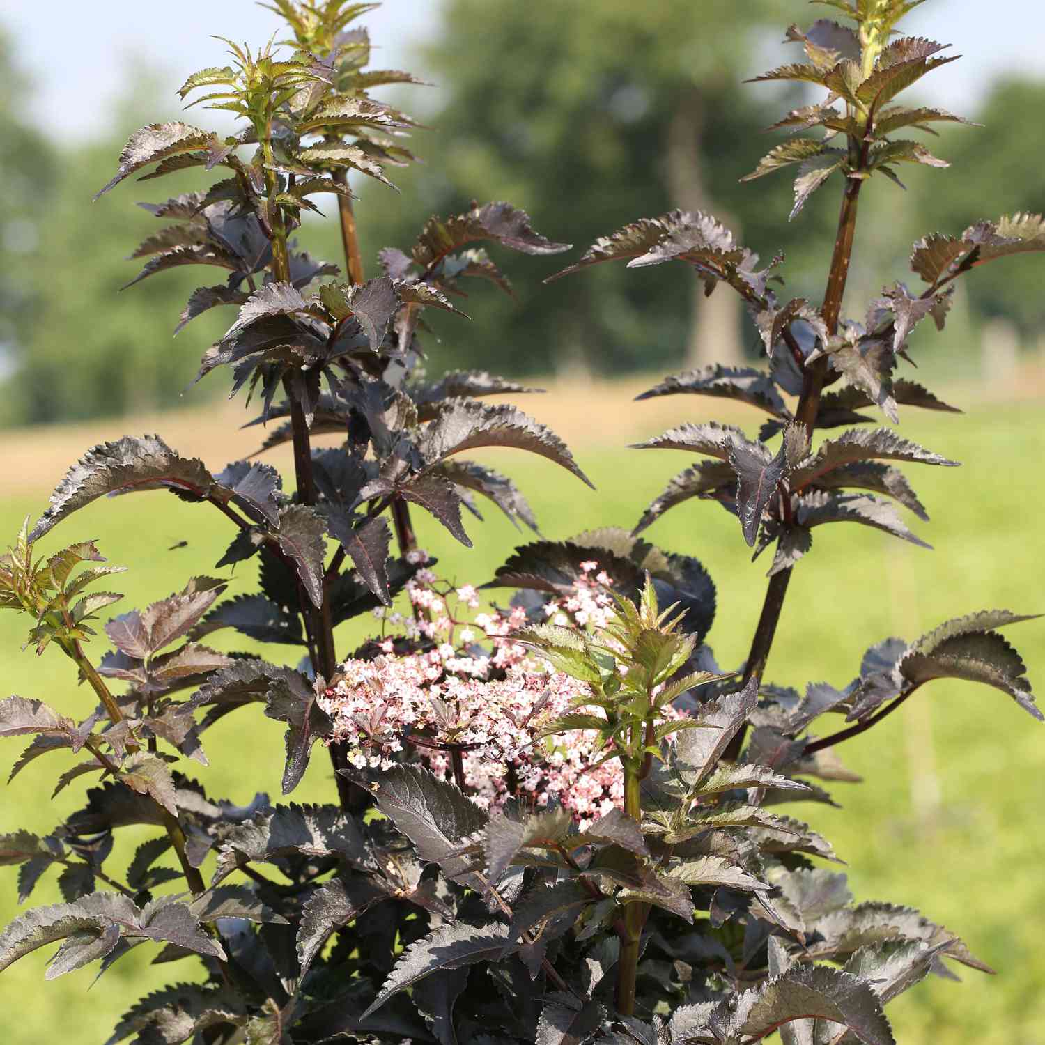 Dunkellaubige Säulen-Holunder 'Black Tower' Dunkellaubige Säulen-Holunder 'Black Tower'