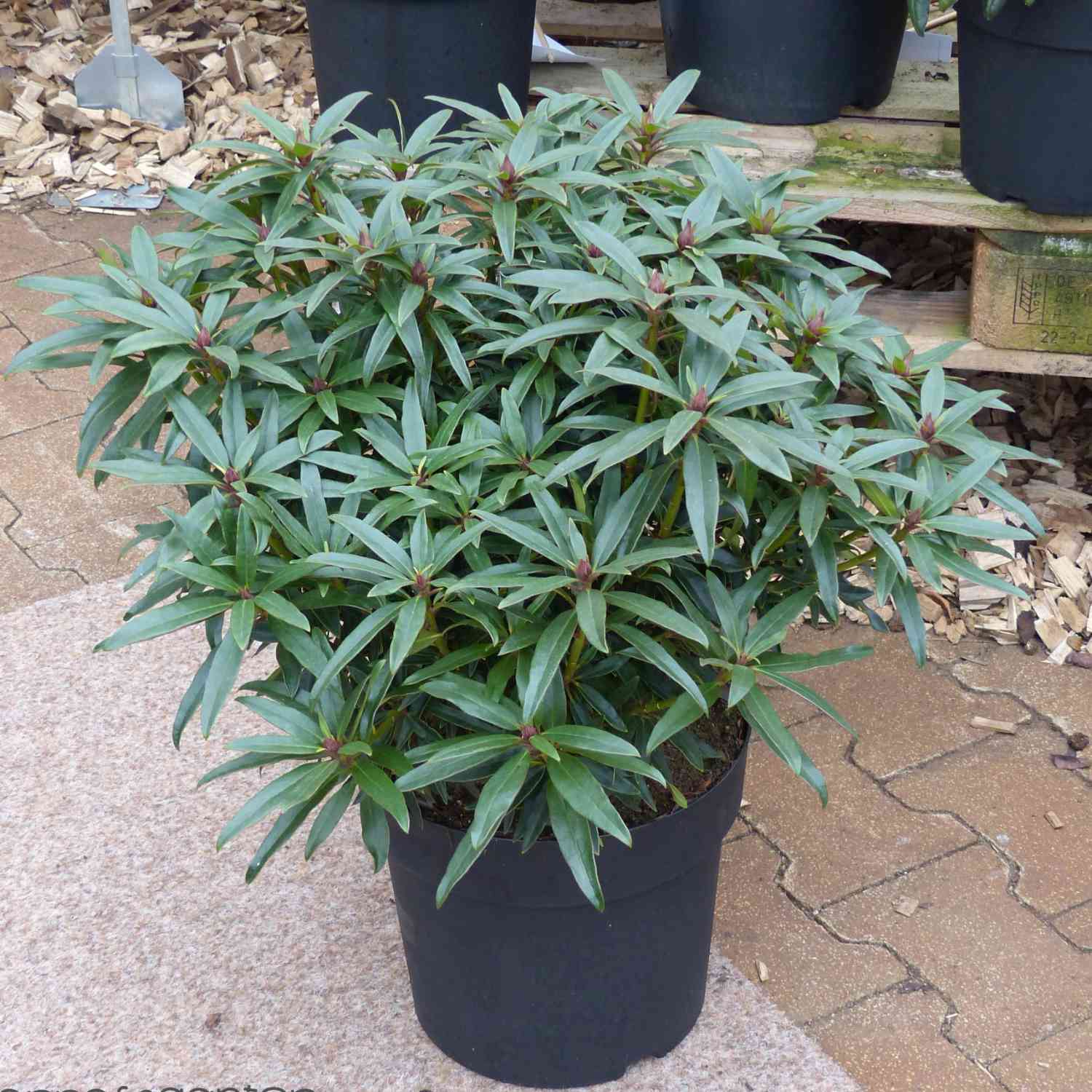 Wild-Rhododendron 'Graziella'