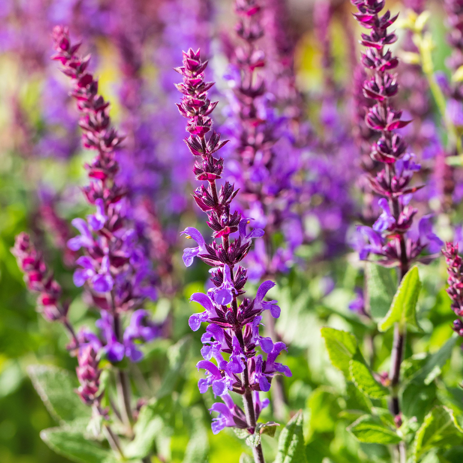 Blüten-Salbei 'Blaukönigin' Lieferform: Im 9 cm Topf