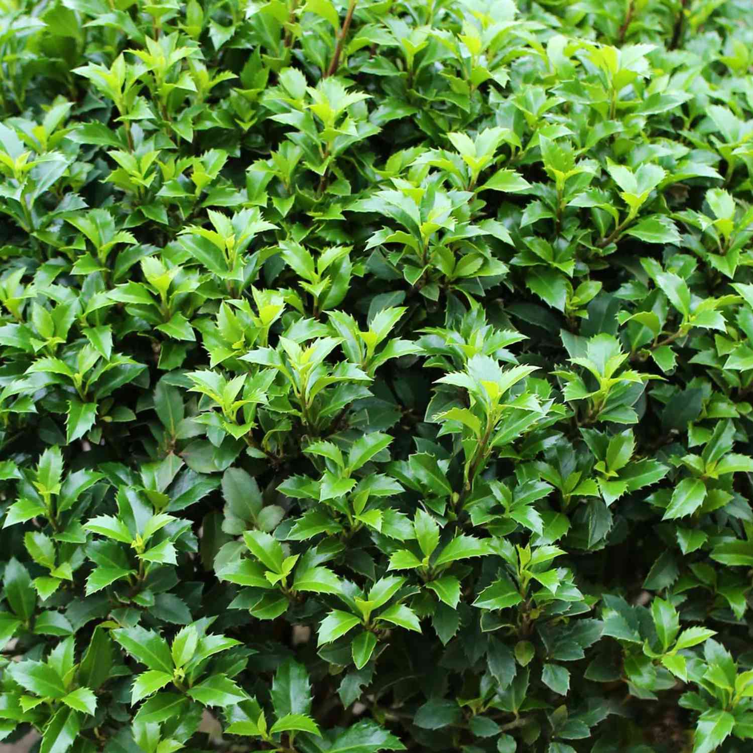 Stechpalme - Ilex 'Heckenstar' Stechpalme - Ilex 'Heckenstar'