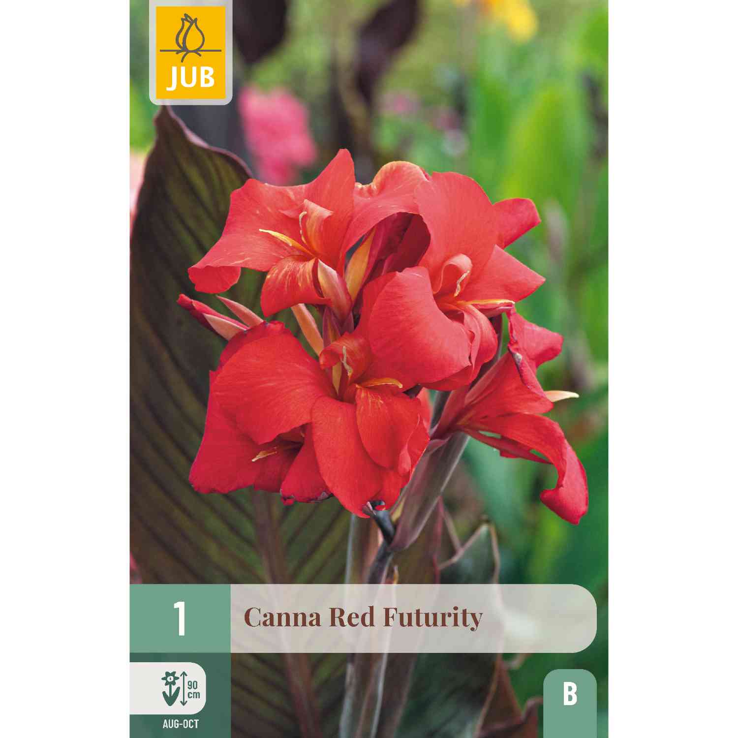 Canna 'Red Futurity'- 1 Stück