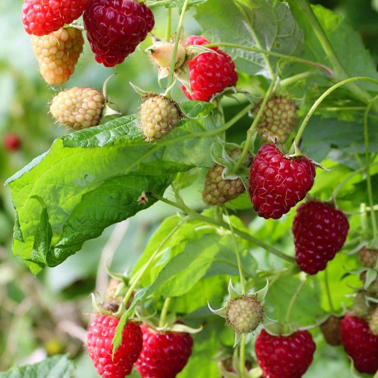 Herbsthimbeere 'Himbo-Top®' Liefergröße: 40-60 cm, kräftige Ruten gestäbt
