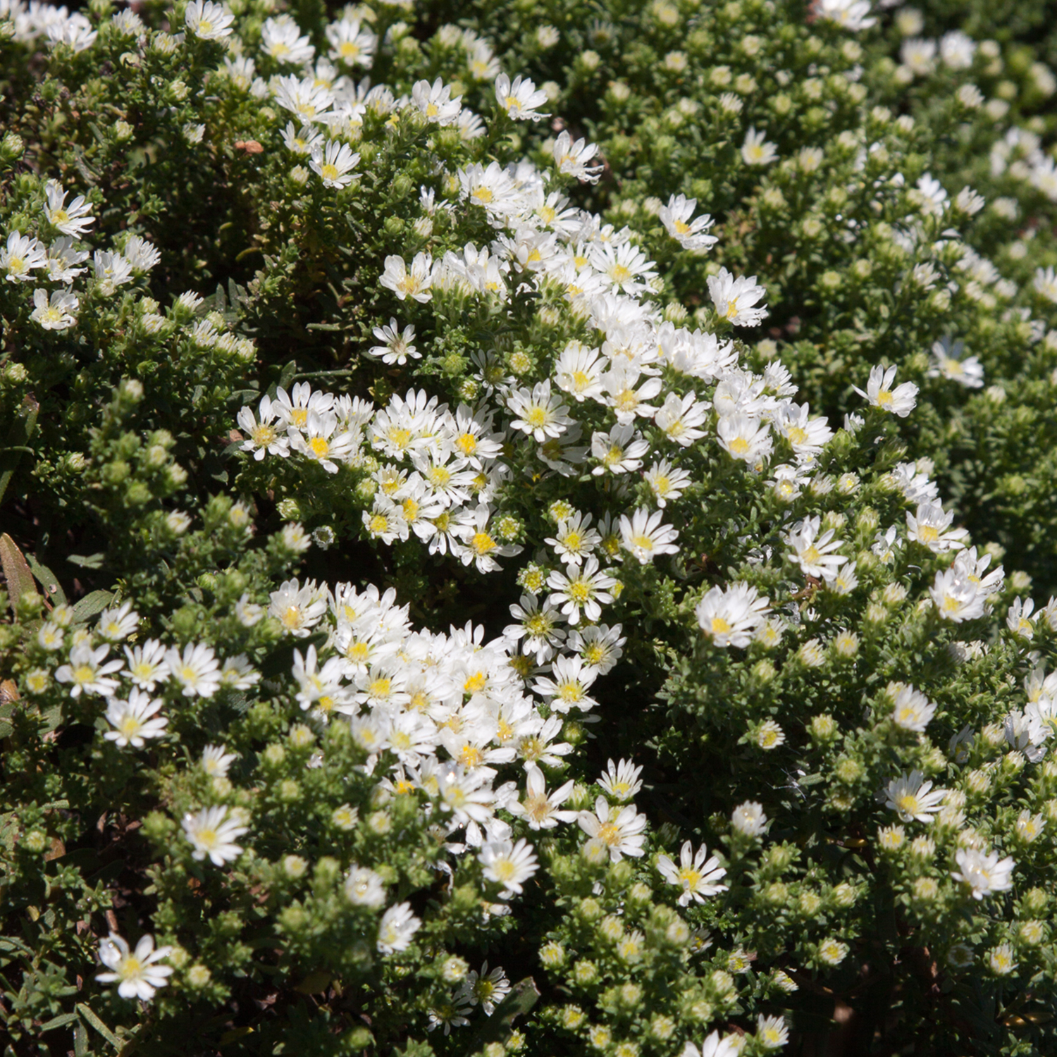 Teppich-Myrten-Aster 'Snowflurry' Lieferform: Im 9 cm Topf