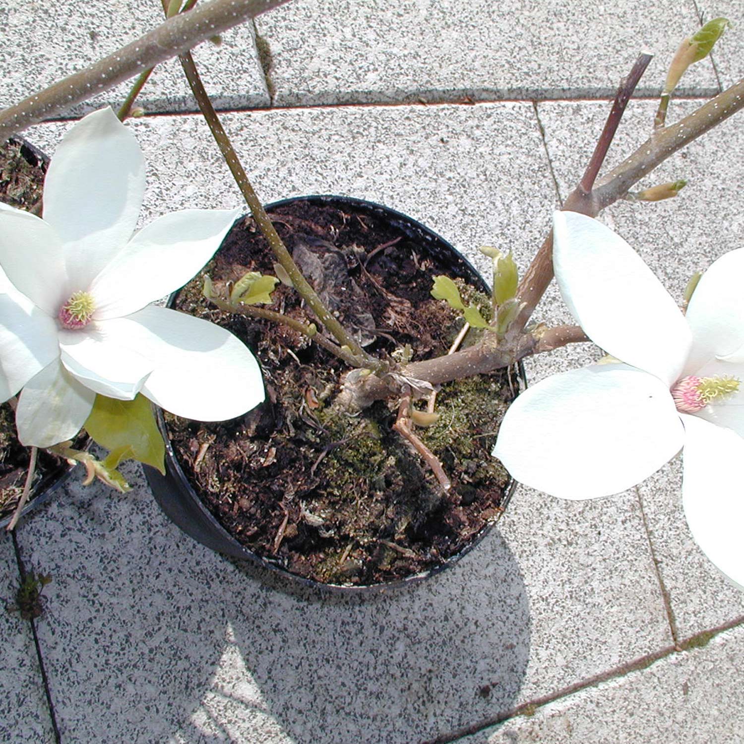 Sommer-Magnolie, 5 Liter, 80 - 100 cm Liefergröße: 80 - 100 cm