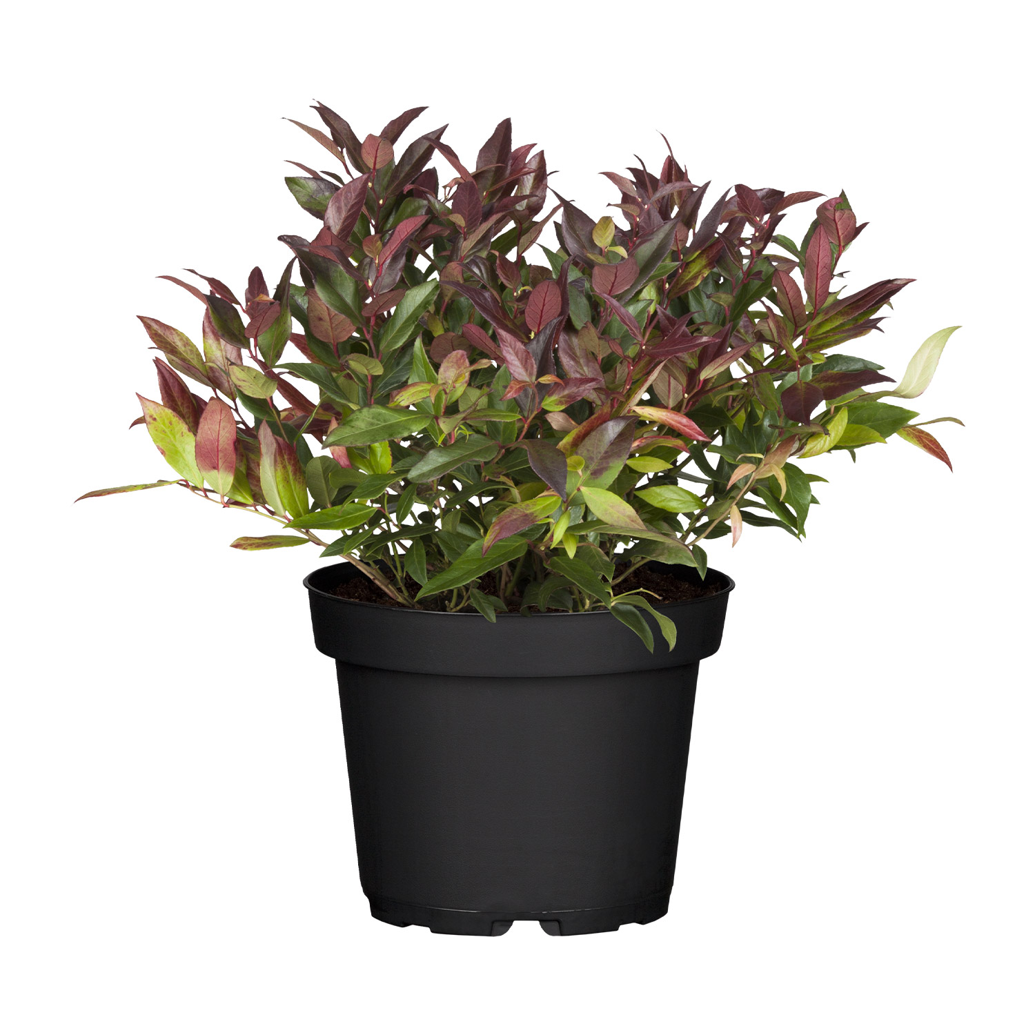 Traubenmyrthe 'Scarletta®'