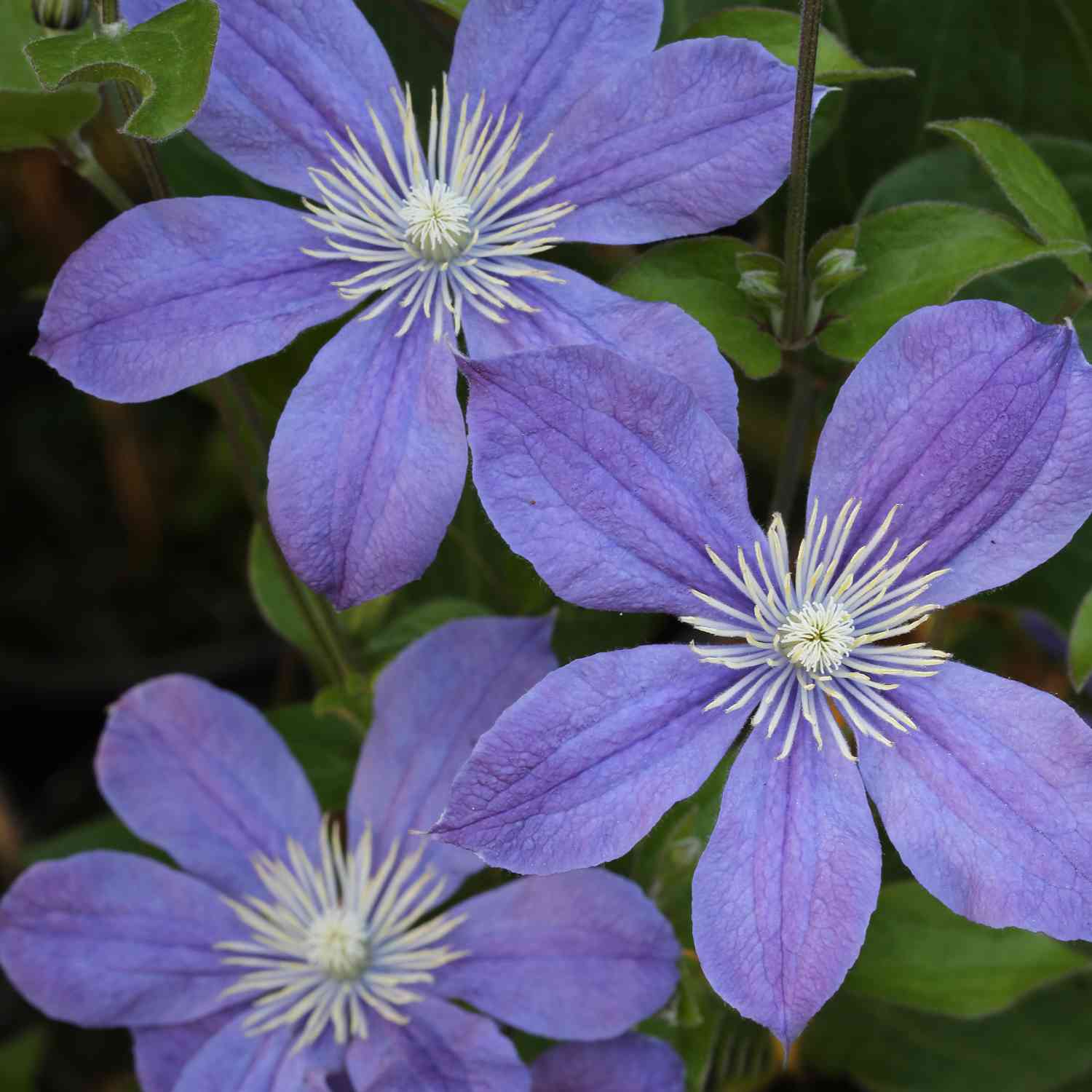 Stauden-Clematis 'Arabella' Stauden-Clematis 'Arabella'