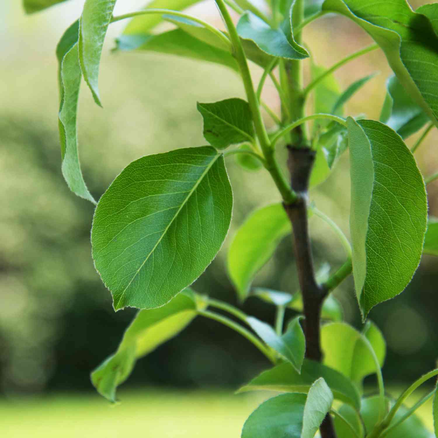 Birne 'Clapps Liebling' - Sommerbirne
