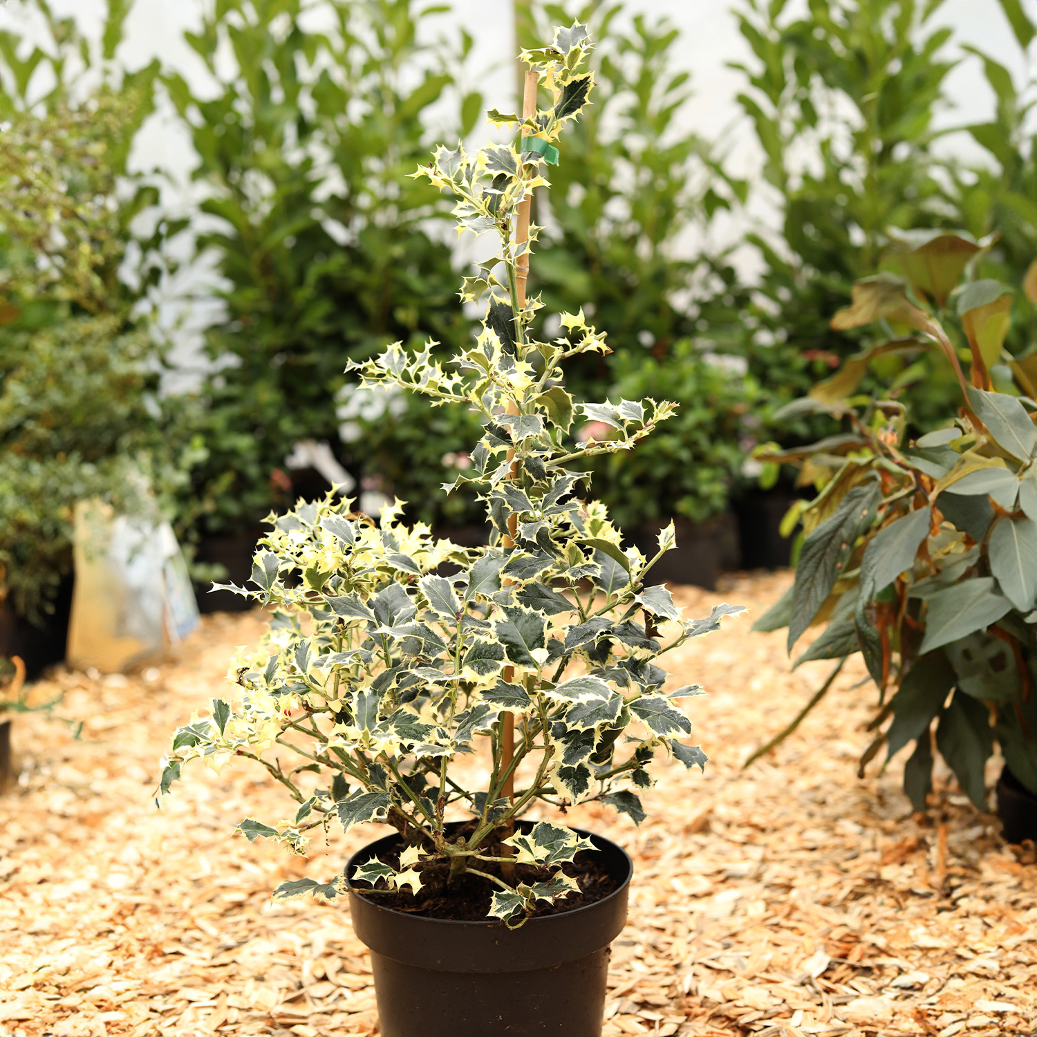 Weißbunte Stechpalme 'Argentea Marginata' 7,5 Liter, 80 - 100 cm Liefergröße: 80 - 100 cm