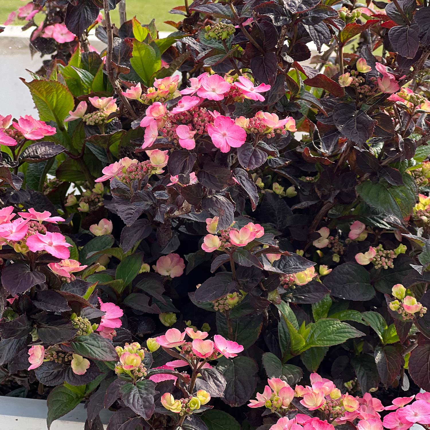 Gartenhortensie 'Daredevil®' C2 Lieferform: Im 2 Liter Topf