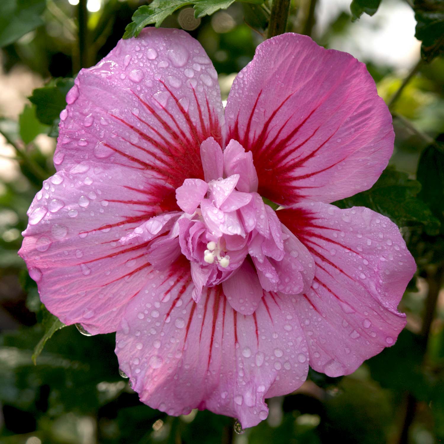 Kategorie <b>Blütensträucher und Ziergehölze </b> - Garteneibisch 'Maike' - Hibiskus C3 - 5 40/60 Liefergröße: 40 - 60 cm - Hibiscus syriacus 'Maike'