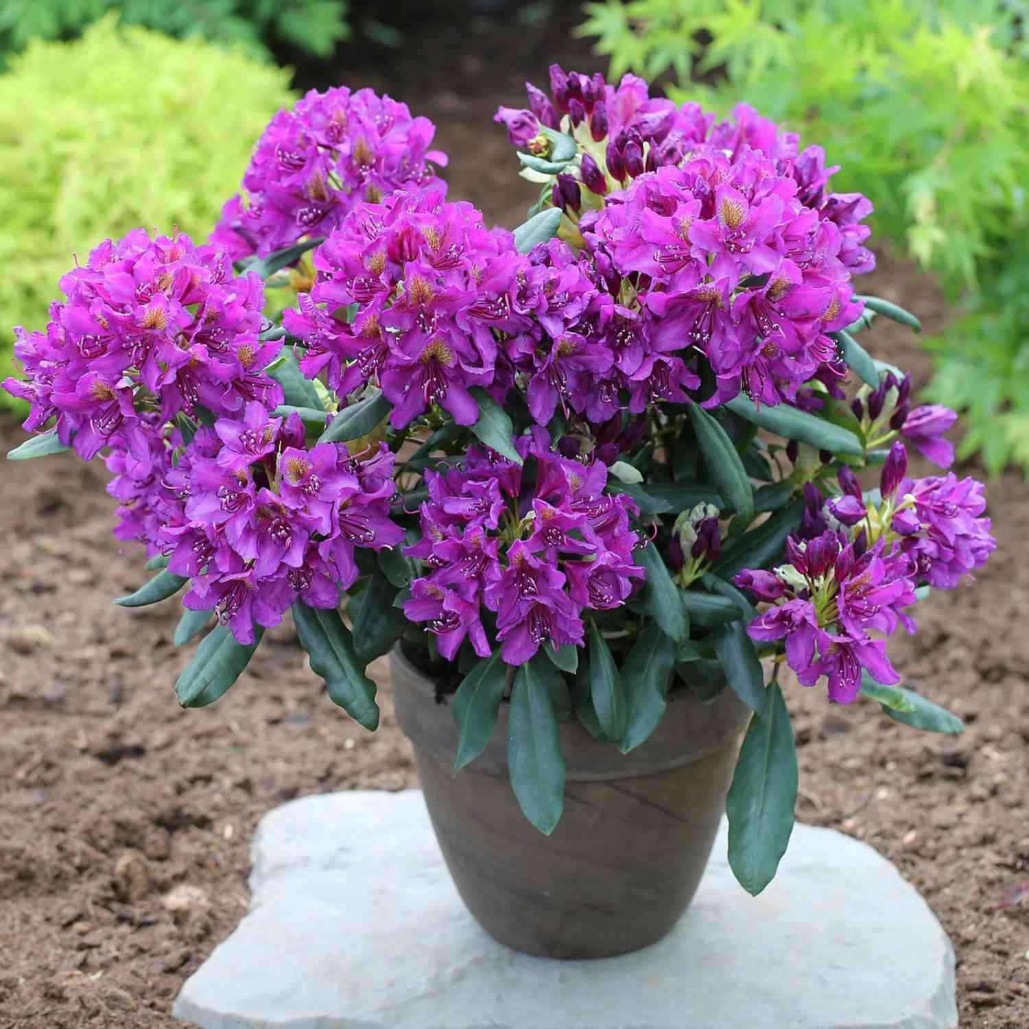 Rhododendron 'Marcel Menard' - Easydendron®