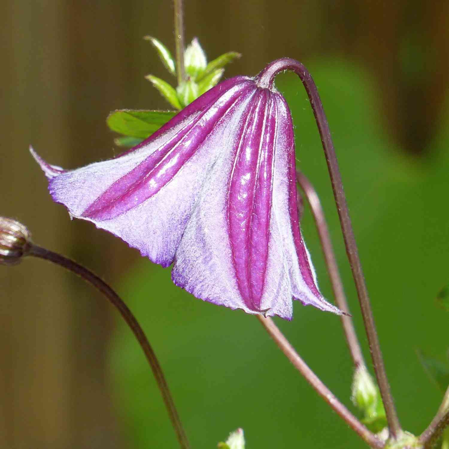 Clematis 'Star of India'