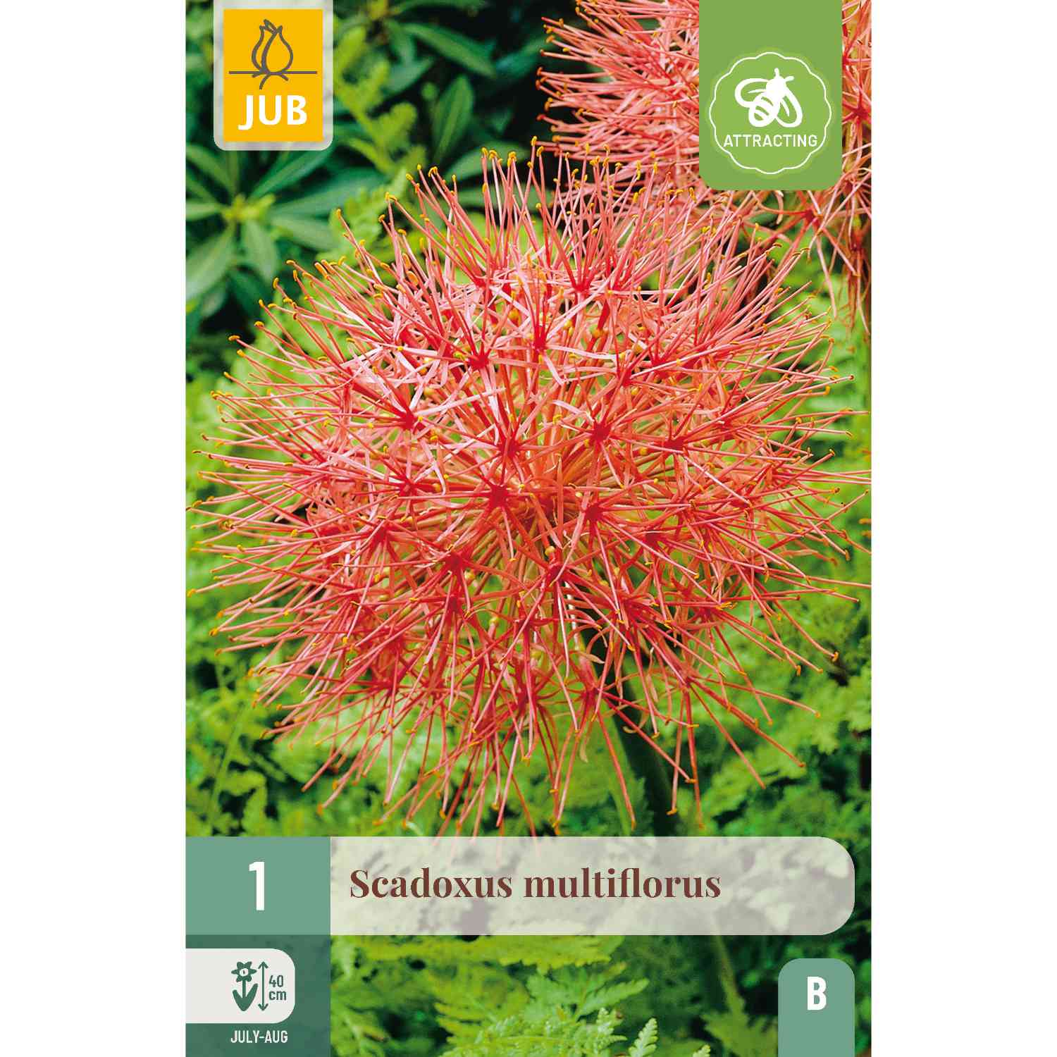 Blutblume