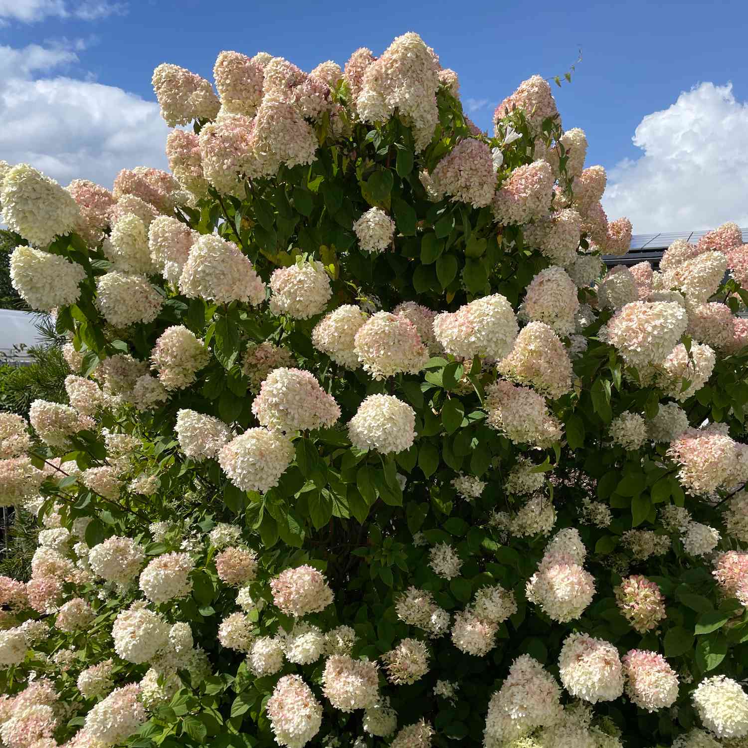 Rispenhortensie 'Grandiflora' - Der Klassiker Rispenhortensie 'Grandiflora' - Der Klassiker