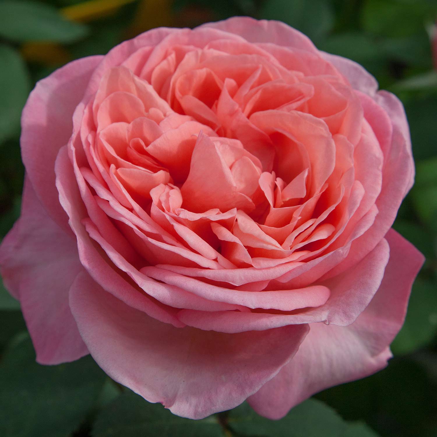 Edelrose 'Gorgeous®' Edelrose 'Gorgeous®'