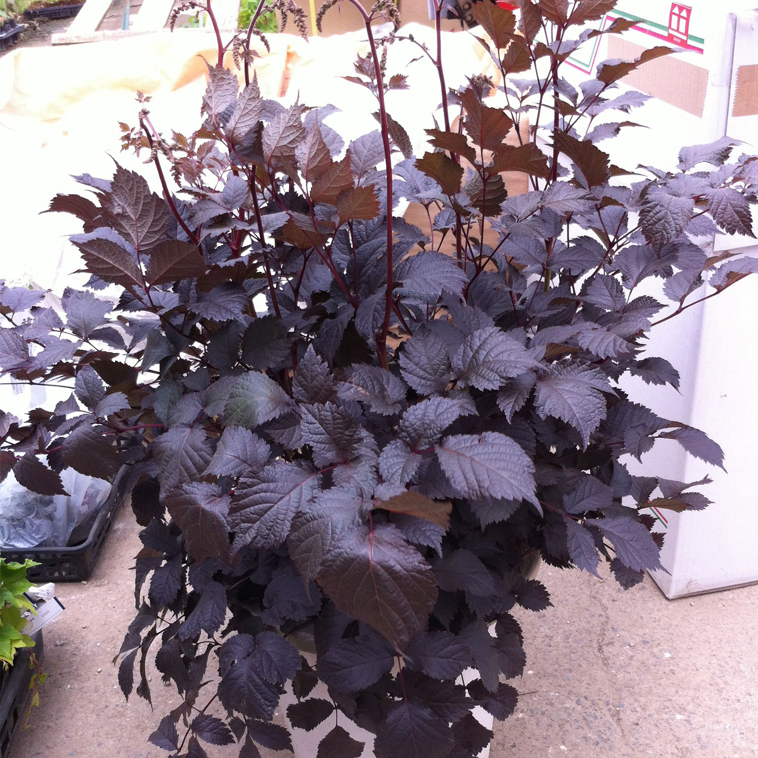 Arends Prachtspiere 'Chocolate Shogun'® Lieferform: Im 9 cm Topf
