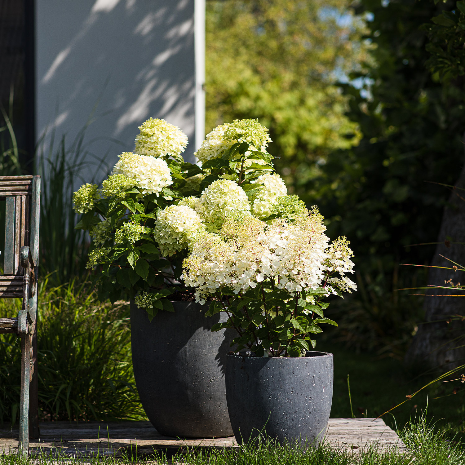 Zwerg-Rispenhortensie 'Living Pinky Promise®'
