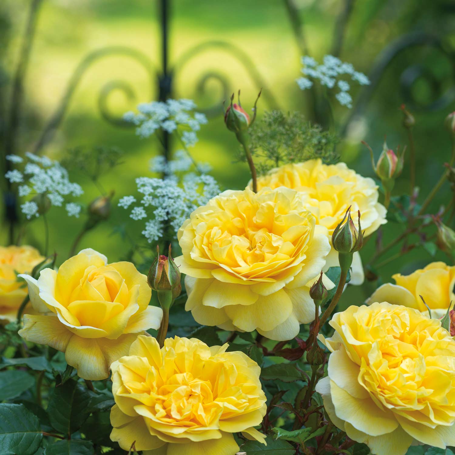 David Austin Rose 'The Poet's Wife ®', Wurzelnackte Pflanze, A-Qualität, 3 starke Triebe Liefergröße: A-Qualität