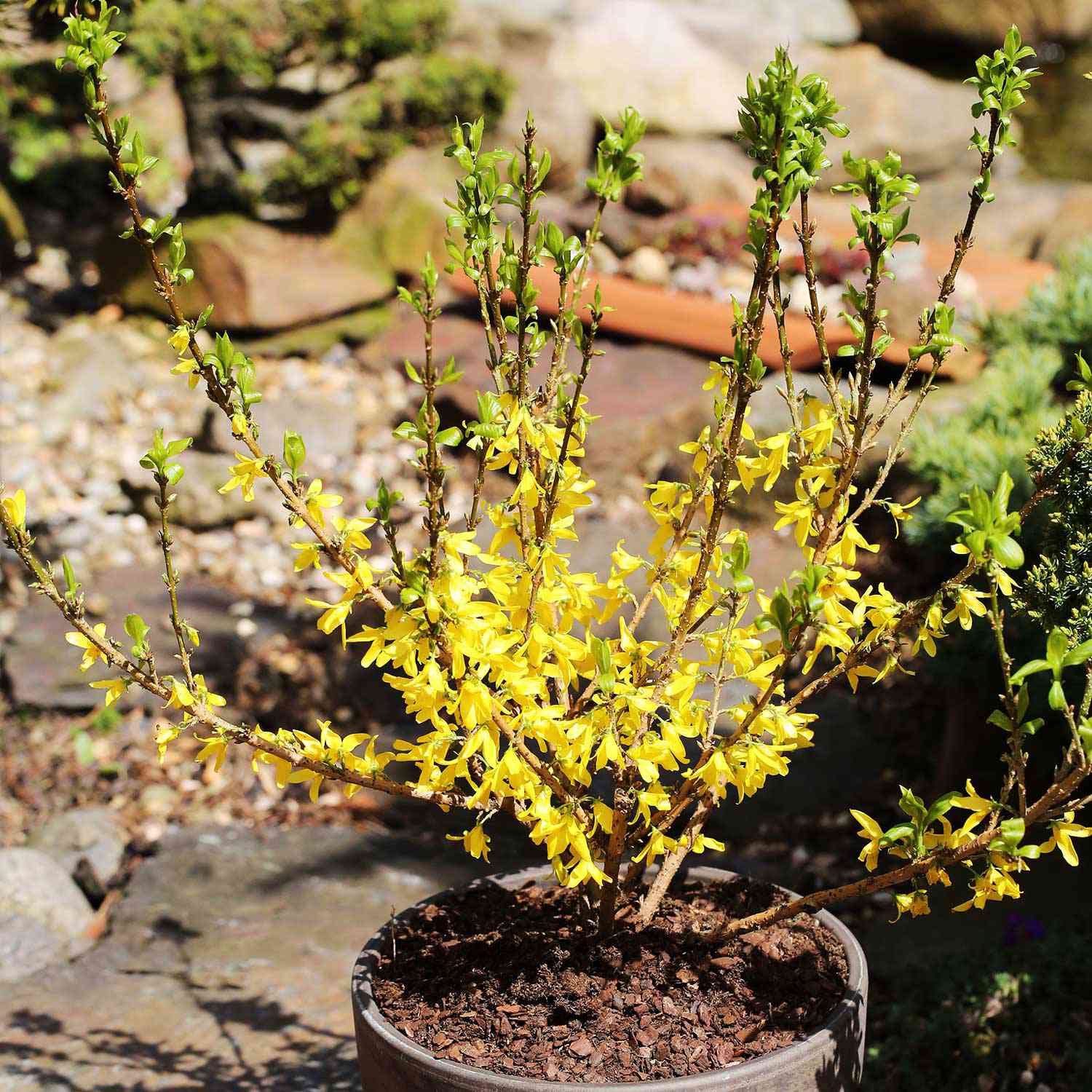 Forsythie 'Mikador'®