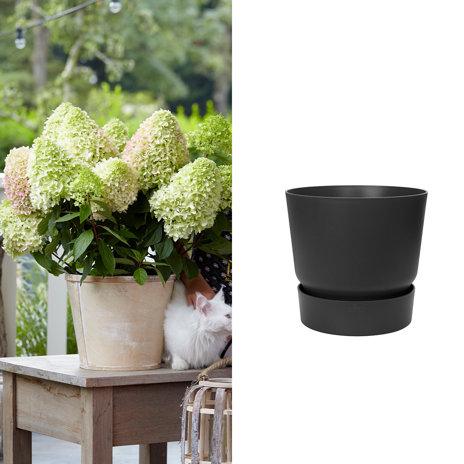Kategorie <b>Produkt ohne Kategoriezuordnung </b> - Zwerg-Rispenhortensie 'Little Fresco' mit Topf schwarz ohne Erde Liefergröße: ,  1 Rispenhortensie & 1 Pflanzkübel - Hydrange paniculata 'Little Fresco' mit Pflanzkübel