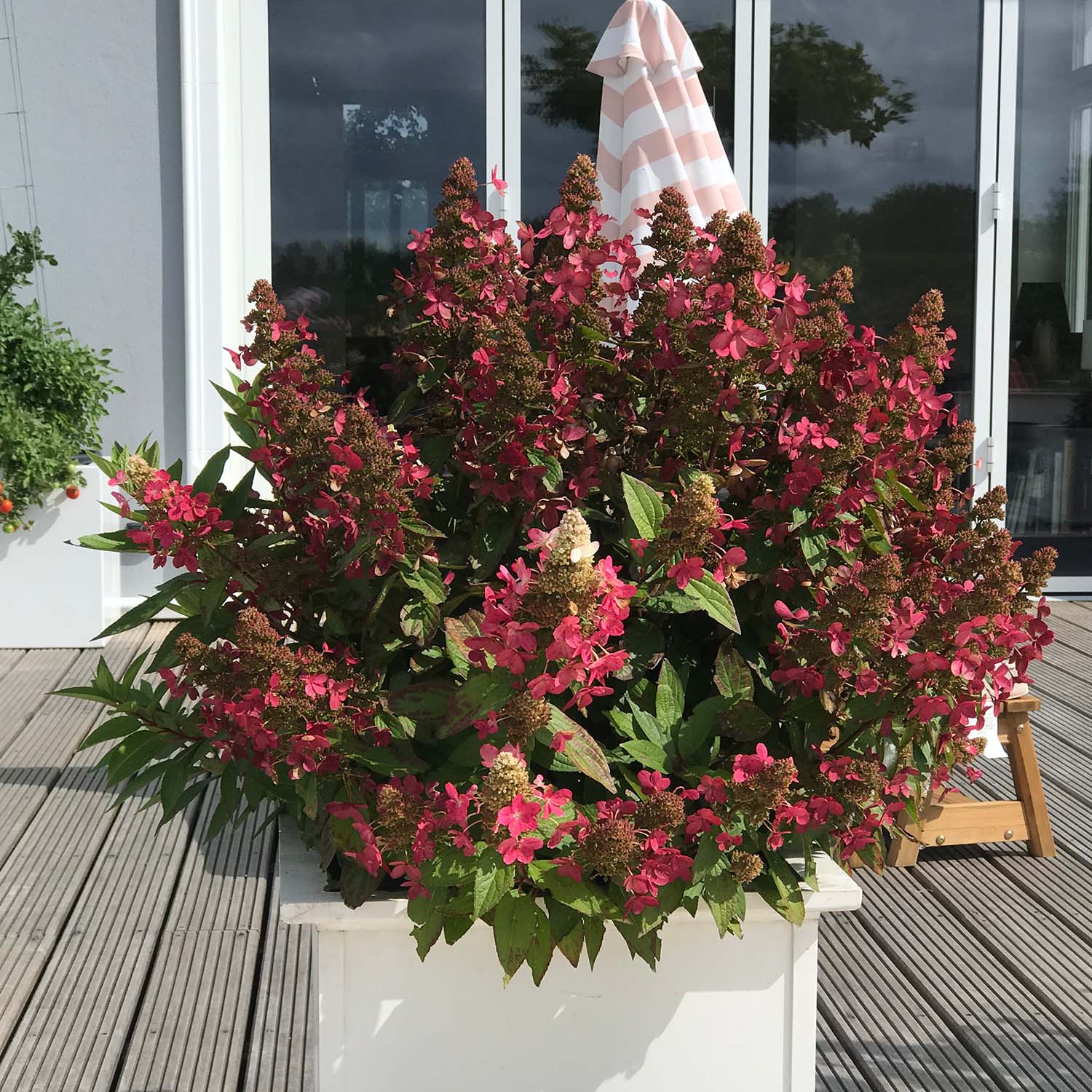 Rispenhortensie 'Magical ® Vesuvio'