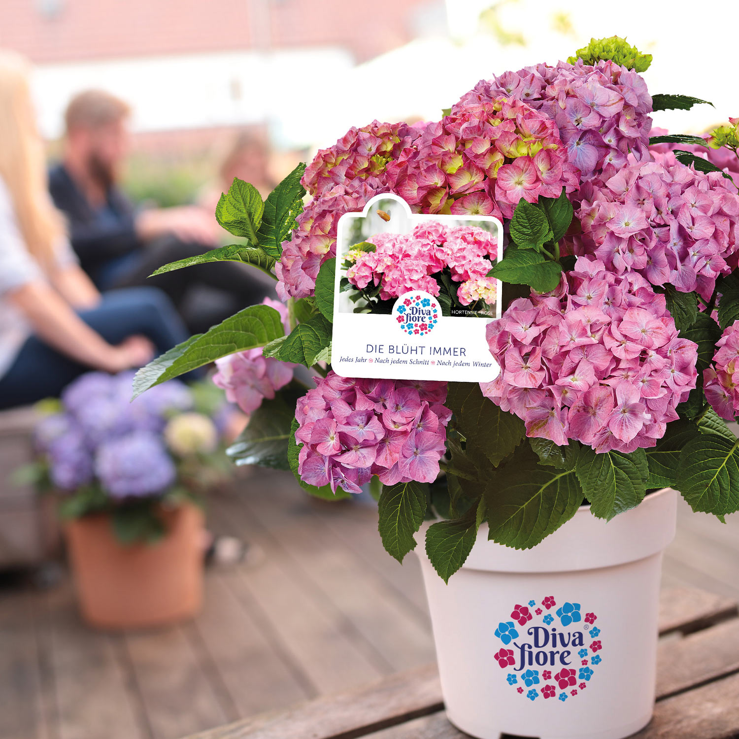 Ballhortensie 'Diva fiore' ® rosa