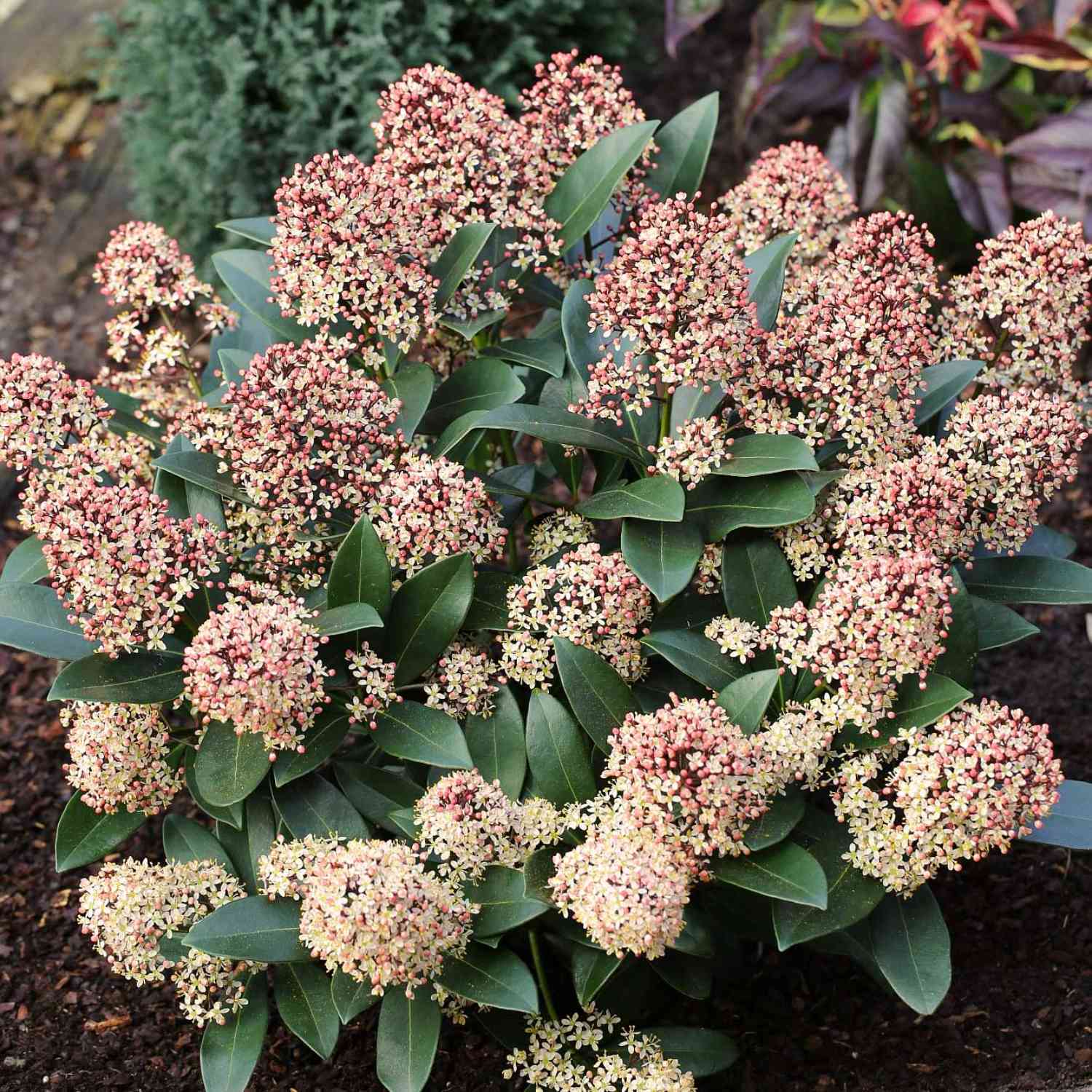 Blütenskimmie 'Rubella'