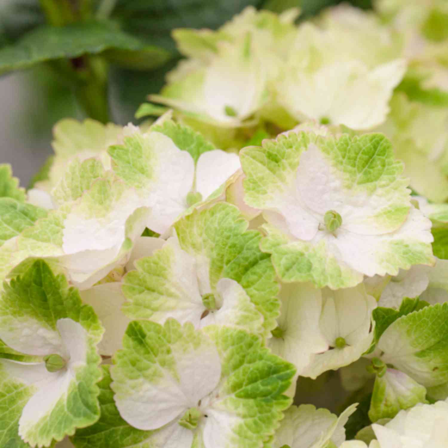 Hortensie Magical® 'Noblesse'