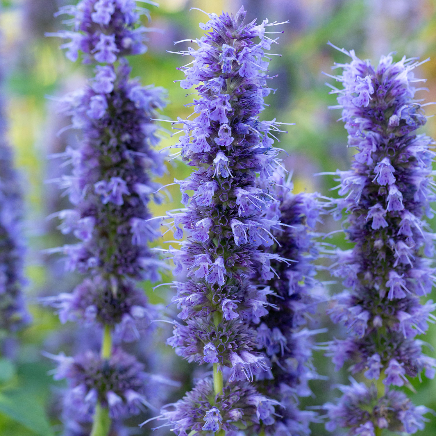Kategorie <b>Stauden </b> - Duftnessel 'Blue Fortune' Lieferform: Im 0,5 Liter Topf - Agastache rugosa