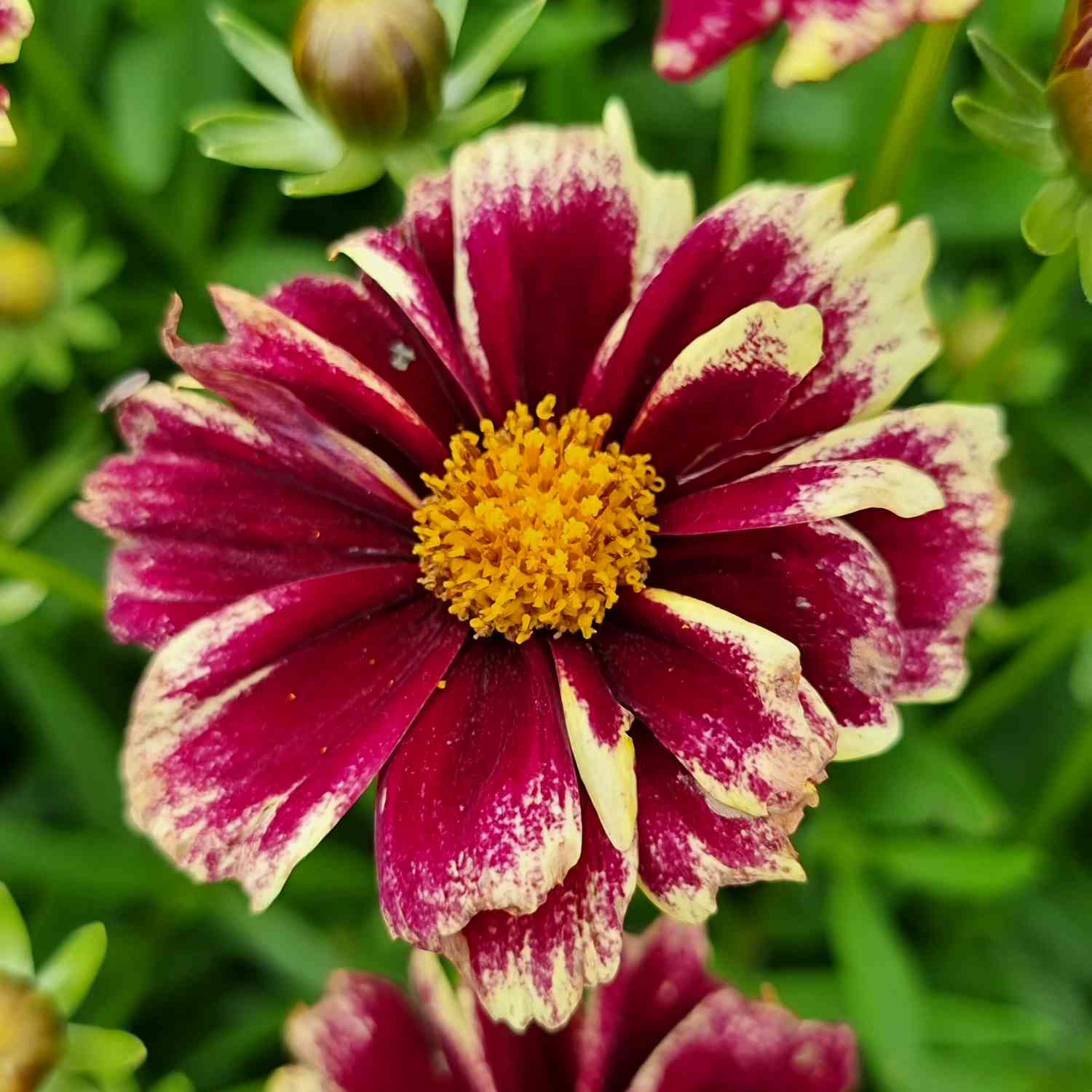 Großblumiges Mädchenauge 'Solar Fancy' Großblumiges Mädchenauge 'Solar Fancy'