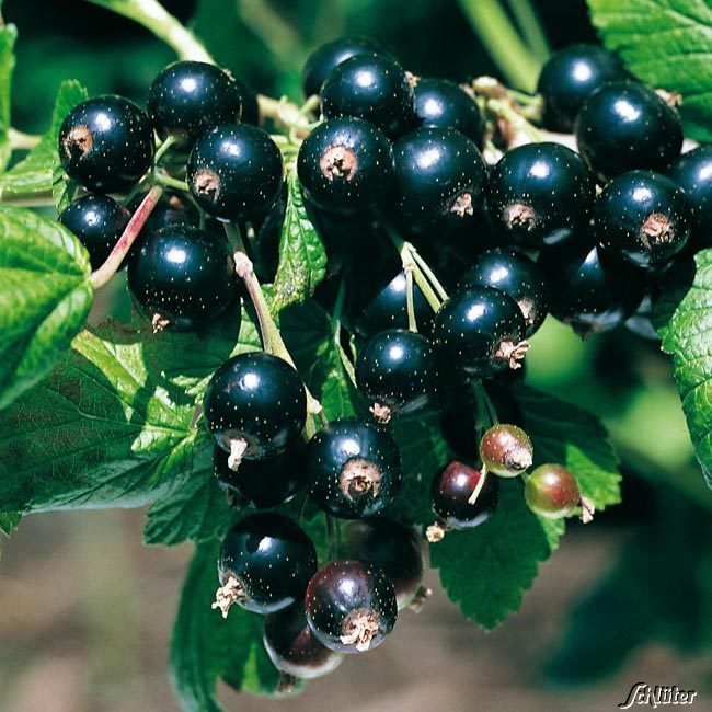 Schwarze Johannisbeere 'Titania®' 3 Liter Container, 30 - 40 cm Liefergröße: 30 - 40 cm