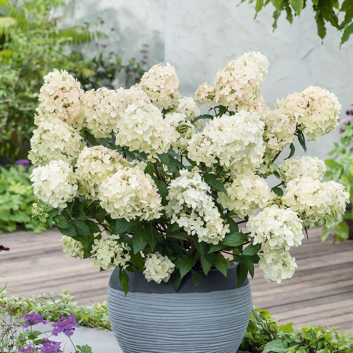 Zwerg-Rispenhortensie 'Bobo®' im Container, 40 - 60 cm Liefergröße: 40 - 60 cm