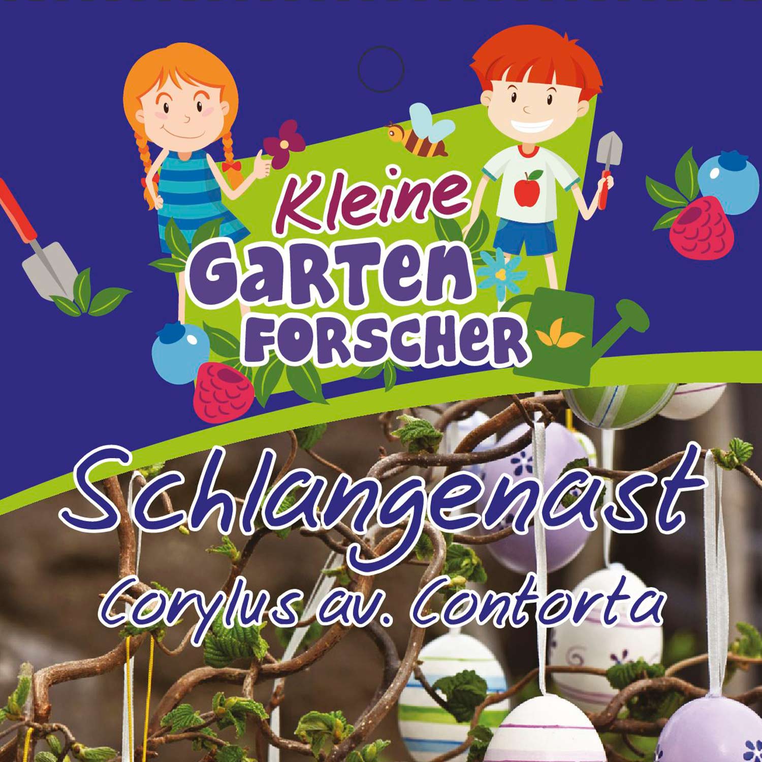 Korkenzieher-Hasel 'Schlangenast' Kleine Gartenforscher Liefergröße: 60 - 80 cm