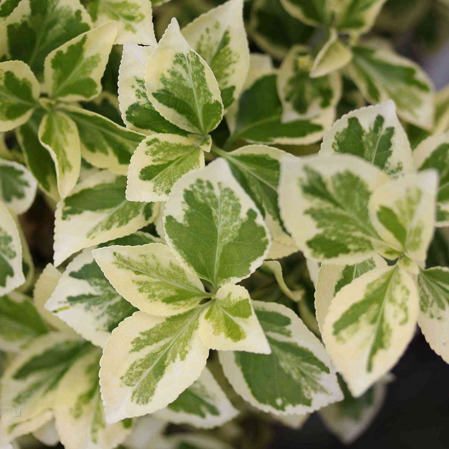 Weißbunte Kriechspindel 'Emerald'n Gaiety' Weißbunte Kriechspindel 'Emerald'n Gaiety'