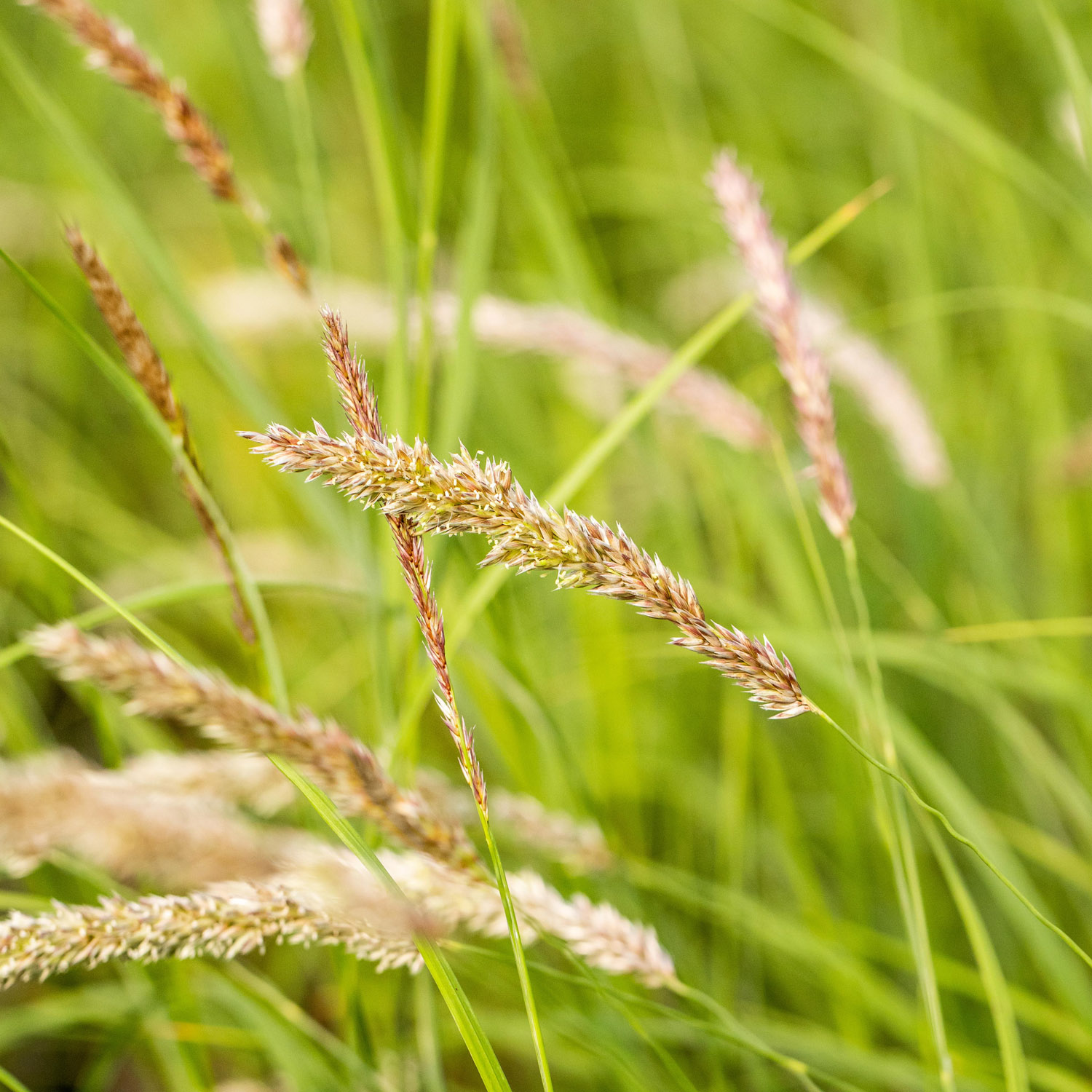 Wimper-Perlgras Lieferform: Im 9 cm Topf