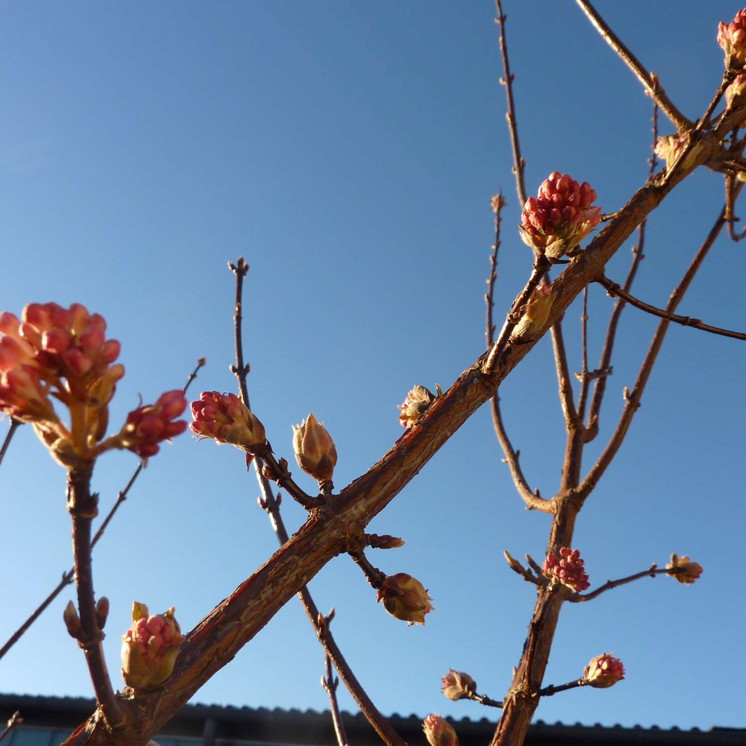 Winterschneeball 'Charles Lamont' Winterschneeball 'Charles Lamont'