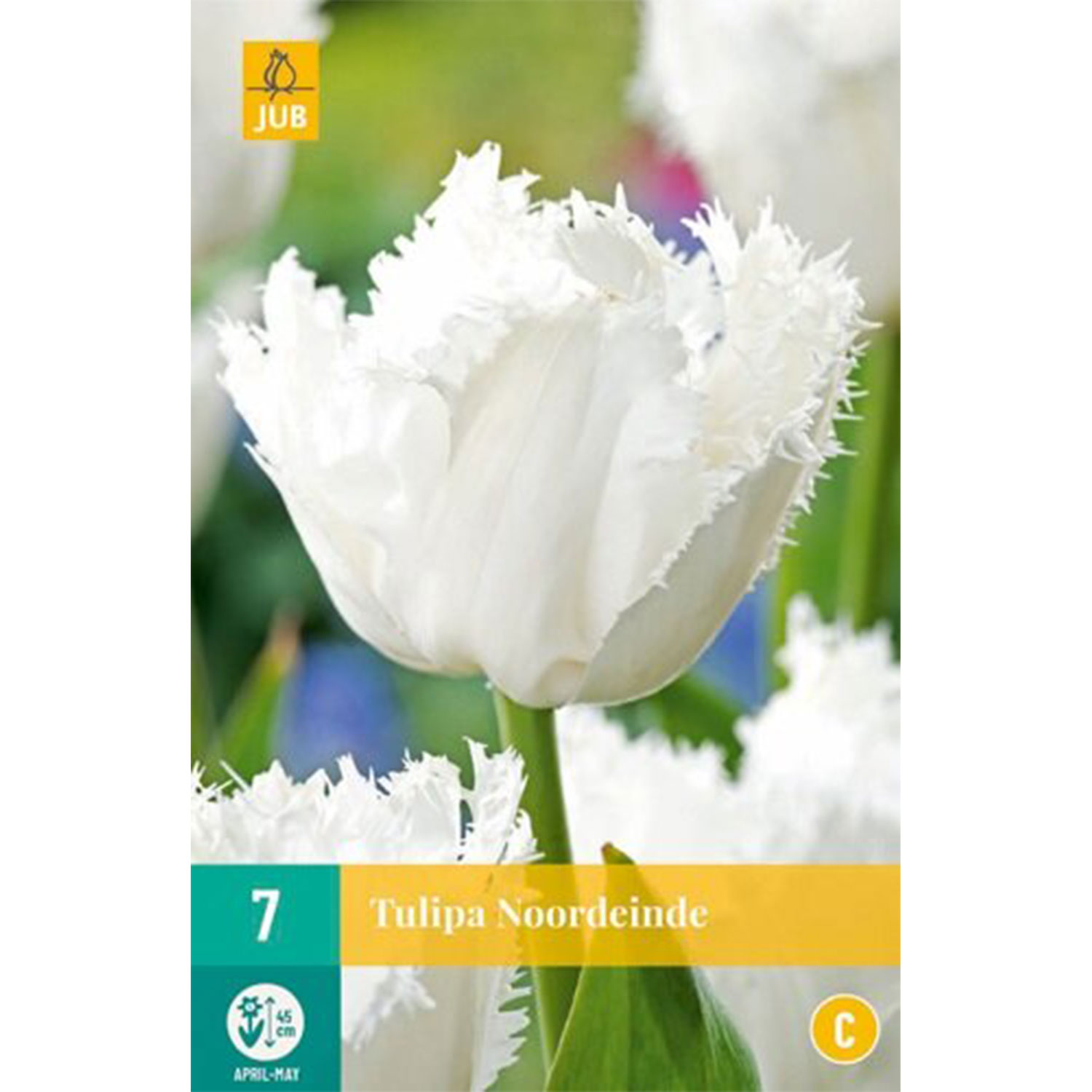 Gefranste Tulpe 'Noordeinde' - 7 Stück Liefergröße: Zwiebelgröße 11/12