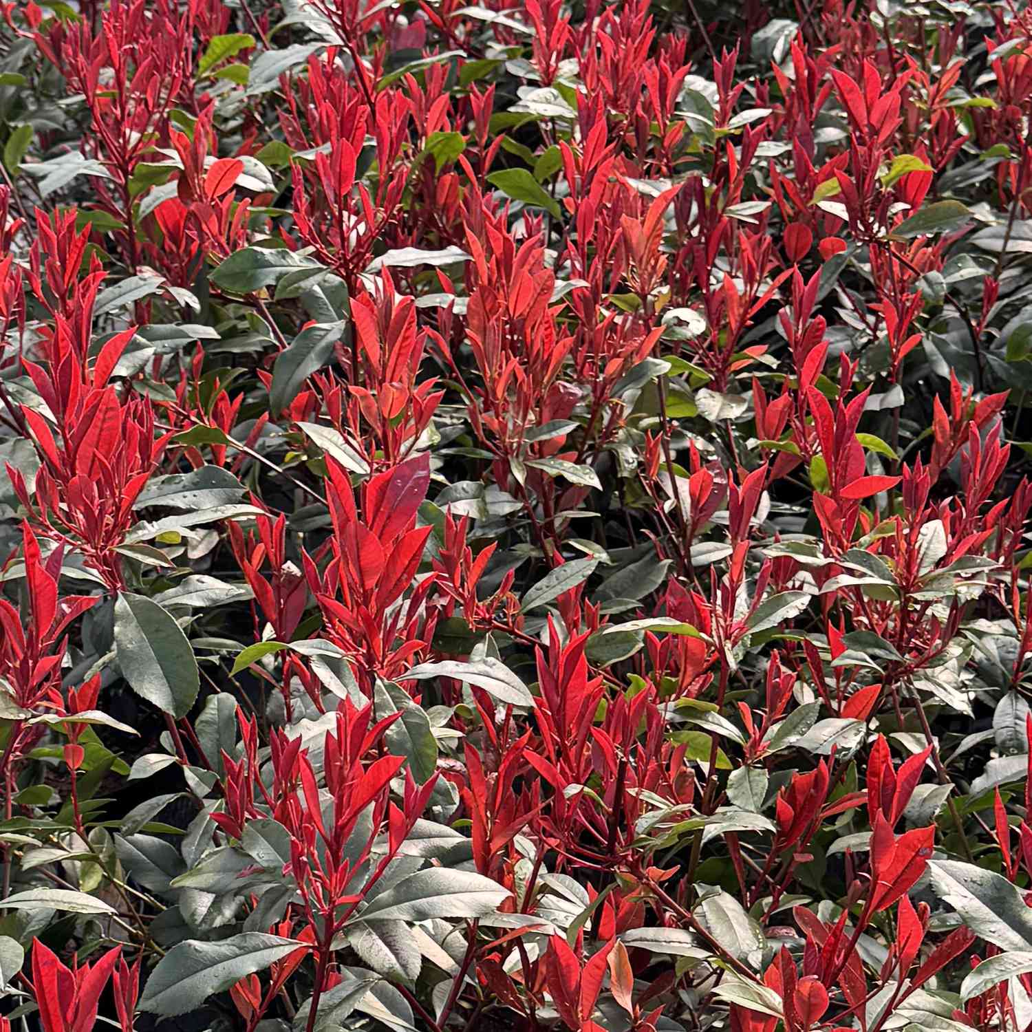 Glanzmispel 'Carré Rouge' Glanzmispel 'Carré Rouge'