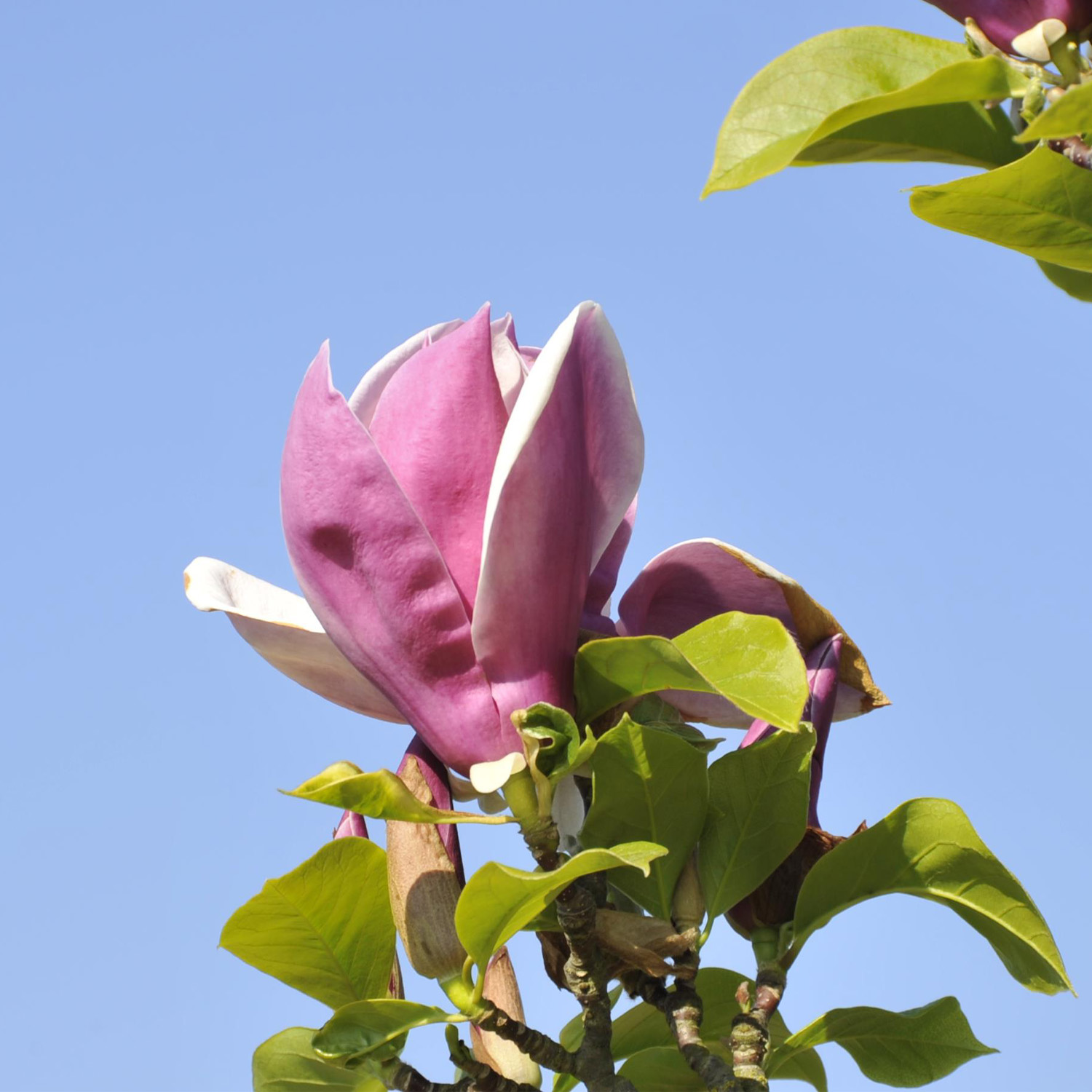 Magnolie 'Satisfaction®'