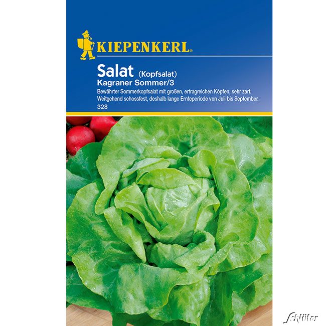 Kopfsalat 'Kagraner Sommer 2' Lieferform: Portionssaatgut