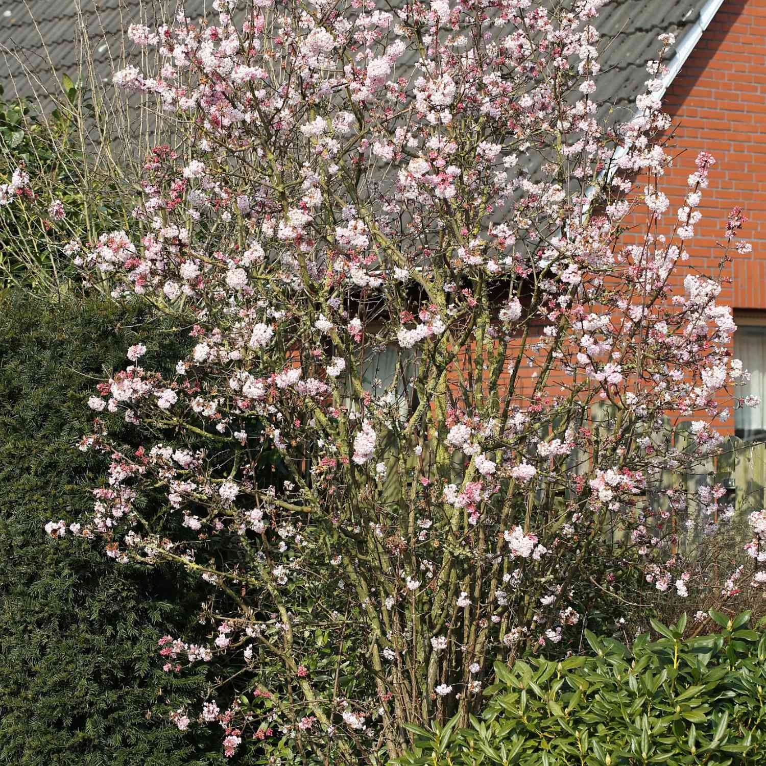 Winterschneeball 'Dawn' Winterschneeball 'Dawn'